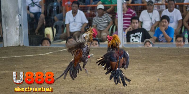 88bet đăng nhập mậu binh khuyến mãi