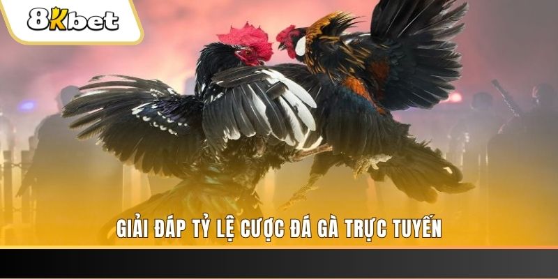 88bet trực tiếp đá gà thomo