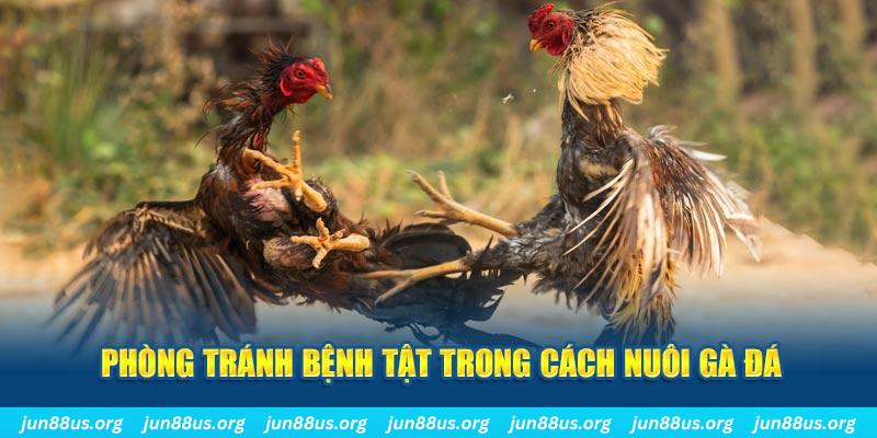 88bet Bài Poker Bonus